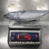 Ready Stock Land Frozen Bonito 700g up thumbnail-4
