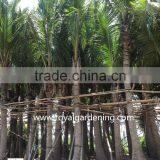 Cocos Nucifera Palms Tree thumbnail-3