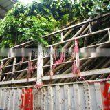 Spathodea Campanulata Nursery thumbnail-2