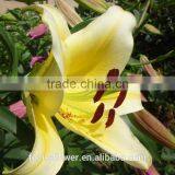 Wholesale Fresh Cut Lily Flowers From Kunming thumbnail-5