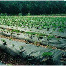 Agriculture Non Woven Fabric thumbnail-2