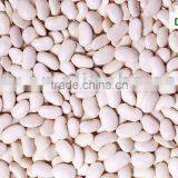 Bulk White Kidney Dried Beans Wholesale thumbnail-1