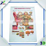 Custom PVC 3D Wall Medical Poster (Ear Anatomy)
