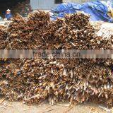 Vietnam Cassia , Vietnam Cinnamon New Crop 2015 thumbnail-1