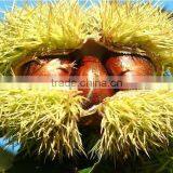 Hot Sale New Crop Fresh BIG Chestnuts