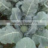 Fresh Broccoli thumbnail-3