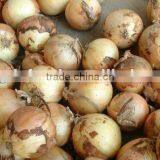 New Crop Fresh Yellow Onion thumbnail-1