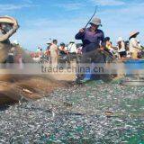 Dried Anchovy Fish thumbnail-3