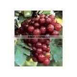 high quality grape seed extract