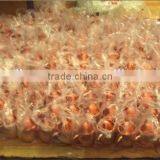 Indian Manufacturer of 100% Copper Moscow Mule Mugs High Quality thumbnail-2