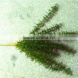 Home and Outdoor Garden Edging Christmas Decoration 60cm or 24inches Height Artificial Small Grass for Green Wall E04 1014 thumbnail-1