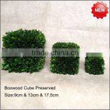 Mini Cube Boxwood Preserved thumbnail-1