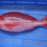 Red Snapper Whole Round & Gutted thumbnail-1