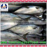 Good Quality Pacific Mackerel Frozen Mackerel thumbnail-1
