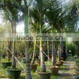 Archontophoenix Alexandrae and Rooted Outdoor Palm Trees thumbnail-1