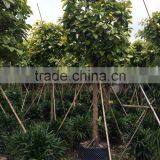 Ficus Benghalensis Variegata thumbnail-3