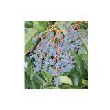 Ursolic Acid thumbnail-1