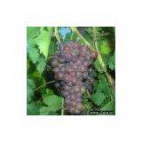 Sell Flame Seedless Grapes thumbnail-1