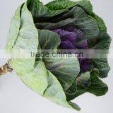 Fresh cut hot selling Purple brassica