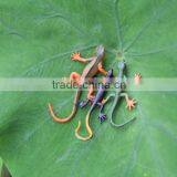 2016 DIY Plastic Gecko Wall Decor for Micro Landscape thumbnail-5