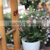High Quality Various Color Garden Pots for Sale Planting Pots Cheap Plant Pot thumbnail-1