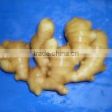 2015 new fresh ginger from professional factory