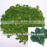 Exporting Dehydrated Spinach Powder thumbnail-1