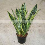 Sansevieria Trifasciata 'Laurentii Compacta'