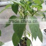 High Density 100kg/m 3 Non-asbestos 1" Cubes for Hydroponics for Lettuce thumbnail-4