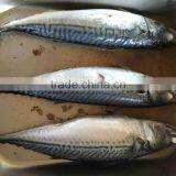 New Landing Seafrozen Fish Pacific Mackerel 300-500g 23cm+ thumbnail-6