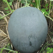 Seedless Black Skin Hybrid Watermelon Seeds thumbnail-5
