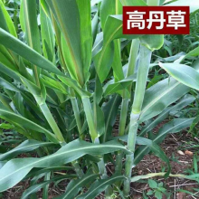 Wholesale Price Sudangrass Seeds Argriculture Hybrid Sorghum Sudan Grass Seed for Sale thumbnail-2