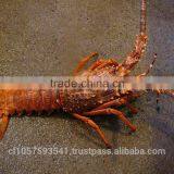 Live Spiny Rock Lobster thumbnail-3