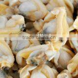New Shellfish Frozen Shell Clam Meat