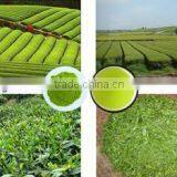 Green Tea Powder for Tea Drinks thumbnail-1