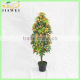 Sale Cheap Small Orange Fruit TREE