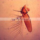 Biological Prepared Slides, Medical Teaching Used Histology and Zoology Prepared Microscope Slides for Microscopes thumbnail-1