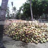 Semi Husked Coconuts From Pollachi thumbnail-4