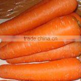 Fresh Carrot 2016 Crop thumbnail-4