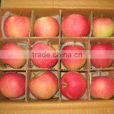 Chinese Red Apple thumbnail-1