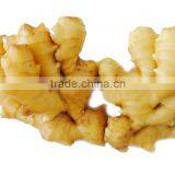 Chinese Fresh Ginger thumbnail-5