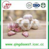 Good Quality and Best Price Hot Sale Fresh Pure White Garlic thumbnail-6