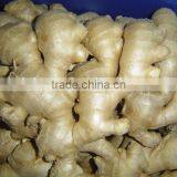 Specification Fresh Ginger thumbnail-4