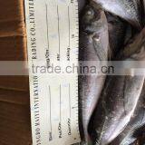 Sea Frozen Horse Mackerel 20cm+ 2016 thumbnail-2