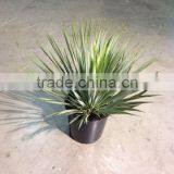 Yucca Rostrata thumbnail-1