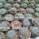 Succulent Plant Echeveria Minima thumbnail-1