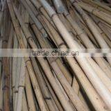 White Malacca, Mantang, Malacca, White Cane, Rattan, Cane, Rattan Cane, Rattan Pole, Pole, Cane Pole thumbnail-6
