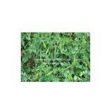 Canned Fresh Vegetables thumbnail-1