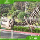 KAWAH Fiberglass Aniaml Replica Skull Popular Resin Life-size Skeleton Dinosaur Model For Sale thumbnail-4