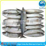 Best Quality Fresh Scomber Japonicus Mackerel